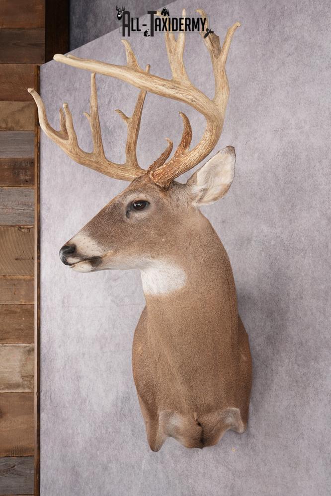 Whitetail Deer Taxidermy Shoulder Mount SKU 2794 - Image 5