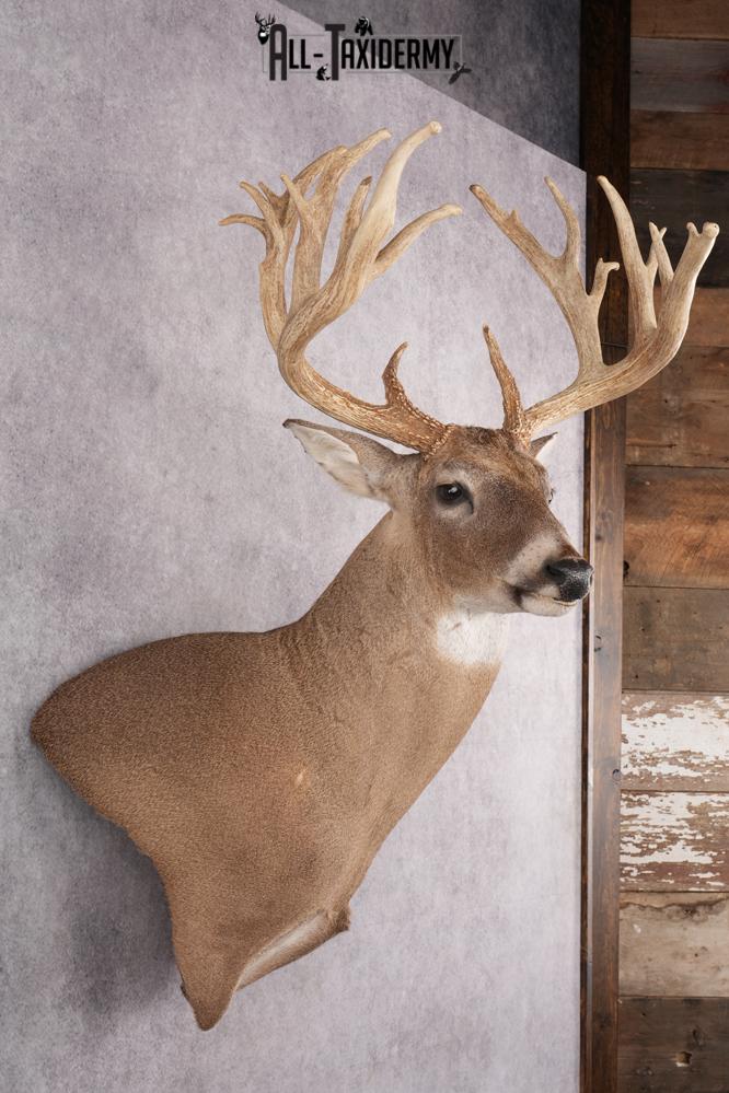 Whitetail Deer Taxidermy Shoulder Mount SKU 2794 - Image 4