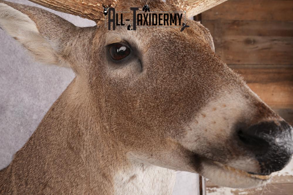 Whitetail Deer Taxidermy Shoulder Mount SKU 2794 - Image 3