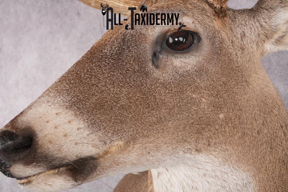 Whitetail Deer Taxidermy Shoulder Mount SKU 2794 - Image 2