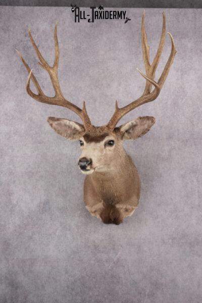 Deer | Post Oaks Taxidermy