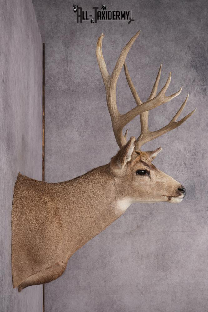 5x5 Mule Deer Shoulder Mount SKU 2784 - Image 8