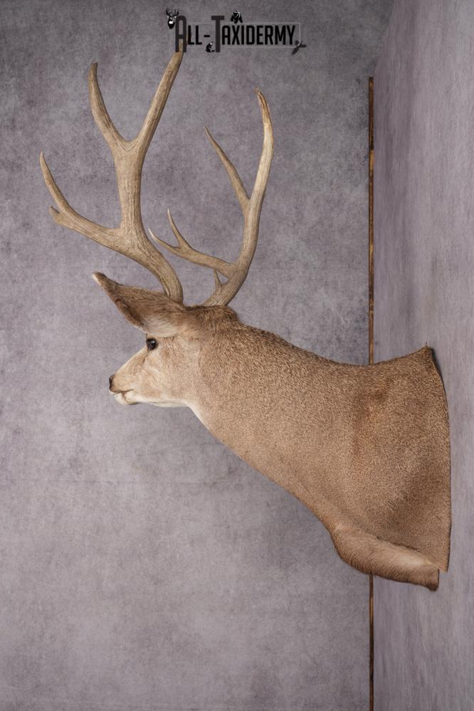5x5 Mule Deer Shoulder Mount SKU 2784 - Image 7