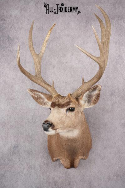 5x5 Mule Deer Shoulder Mount SKU 2784