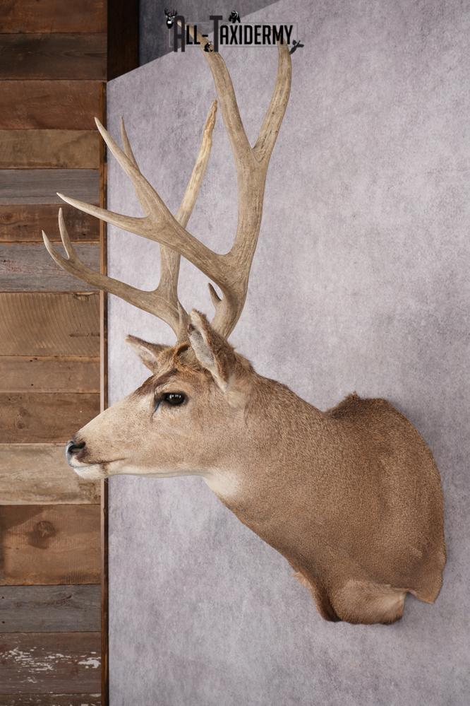 5x5 Mule Deer Shoulder Mount SKU 2784 - Image 6
