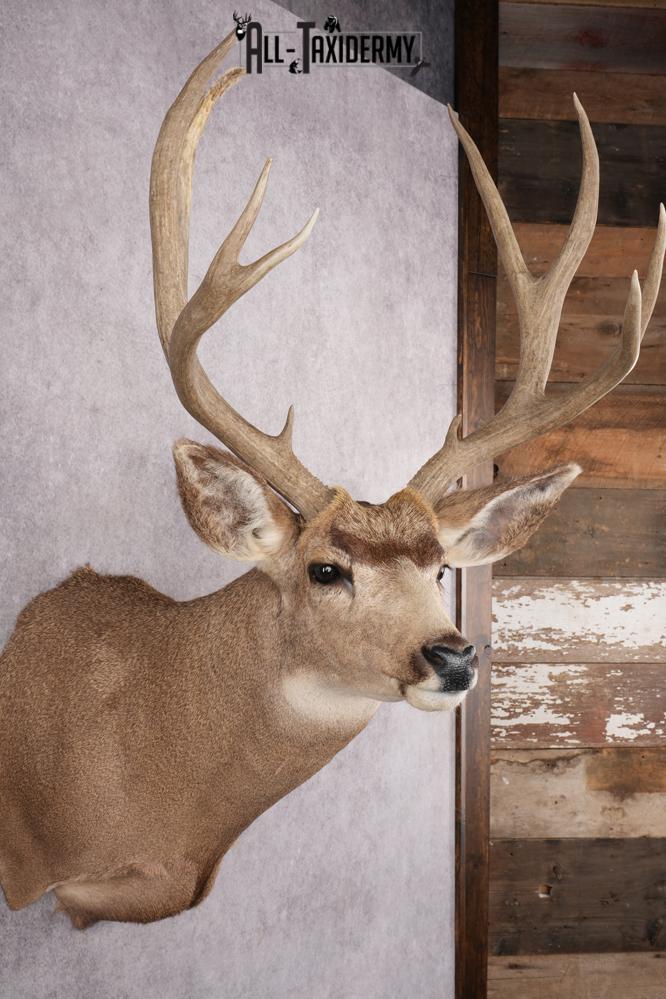 5x5 Mule Deer Shoulder Mount SKU 2784 - Image 5