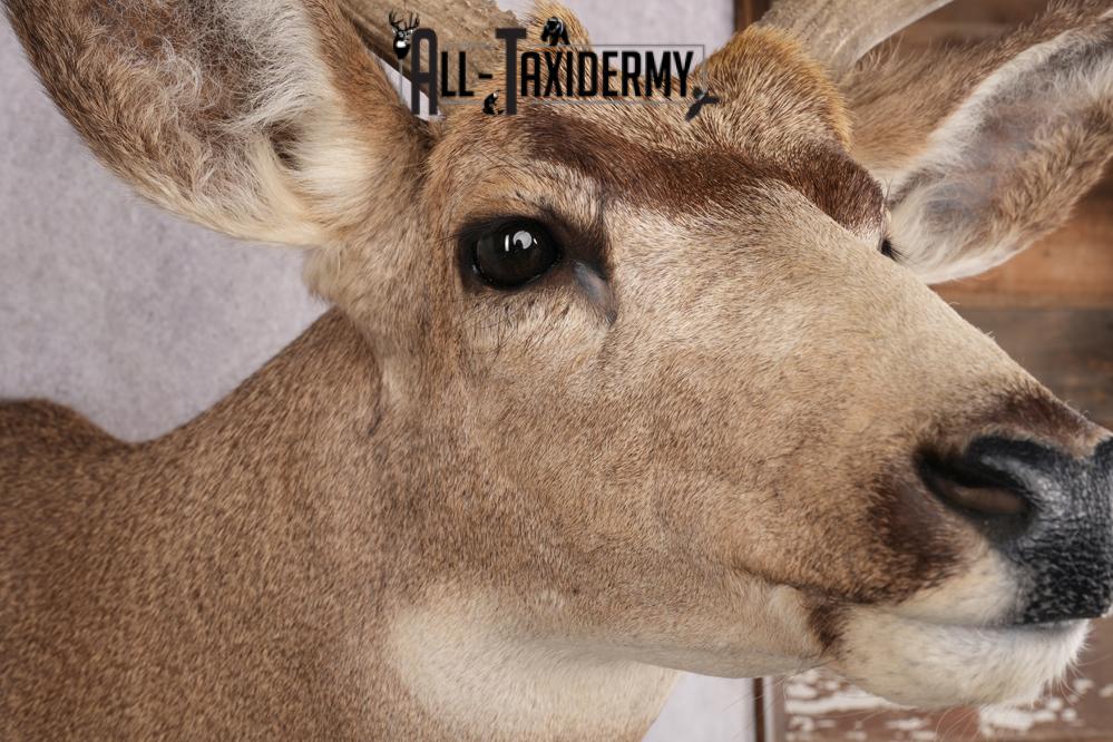 5x5 Mule Deer Shoulder Mount SKU 2784 - Image 4