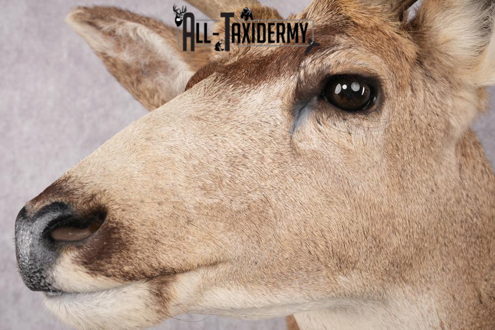 5x5 Mule Deer Shoulder Mount SKU 2784 - Image 3