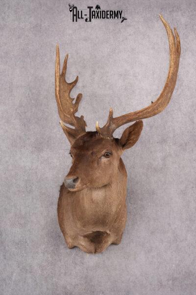 Chocolate Fallow Deer Taxidermy Shoulder Mount SKU 2791