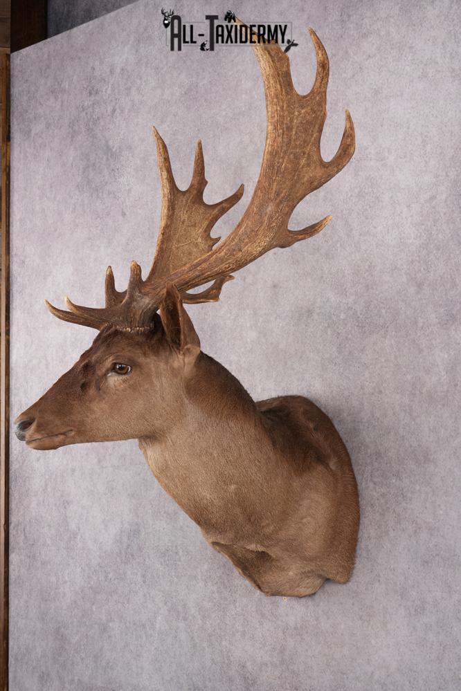 Chocolate Fallow Deer Taxidermy Shoulder Mount SKU 2791 - Image 8