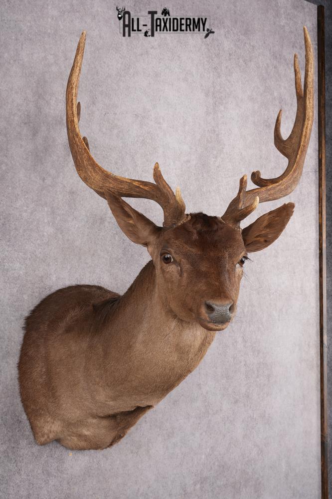 Chocolate Fallow Deer Taxidermy Shoulder Mount SKU 2791 - Image 7