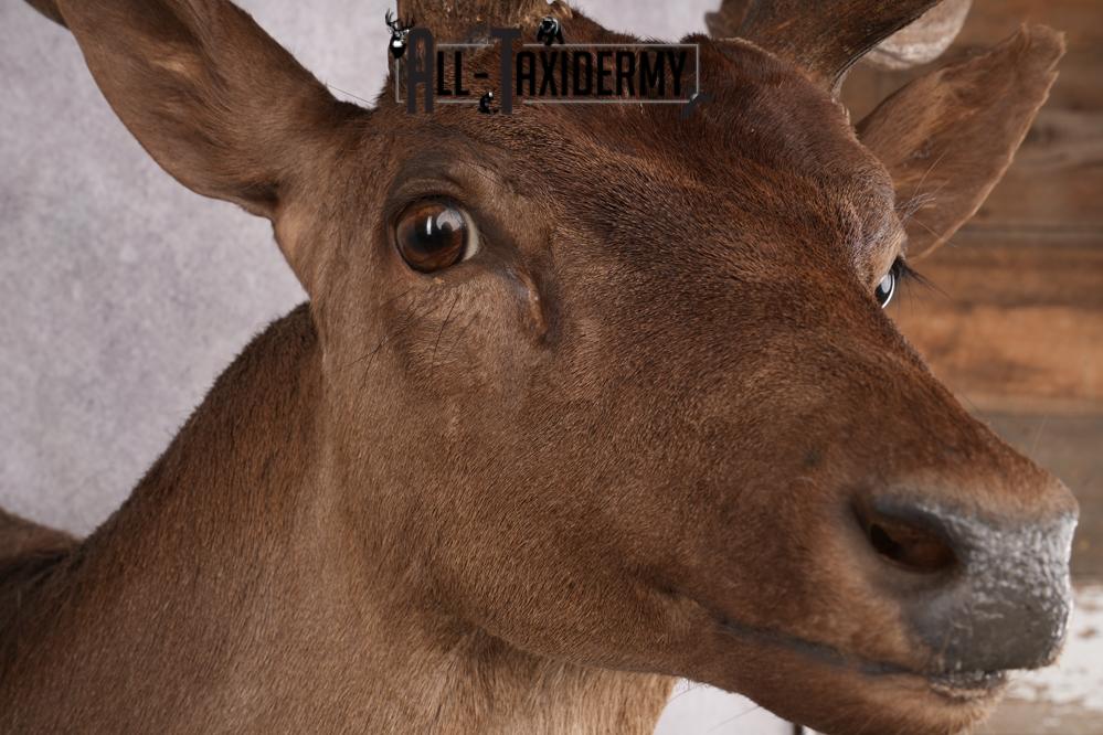 Chocolate Fallow Deer Taxidermy Shoulder Mount SKU 2791 - Image 6