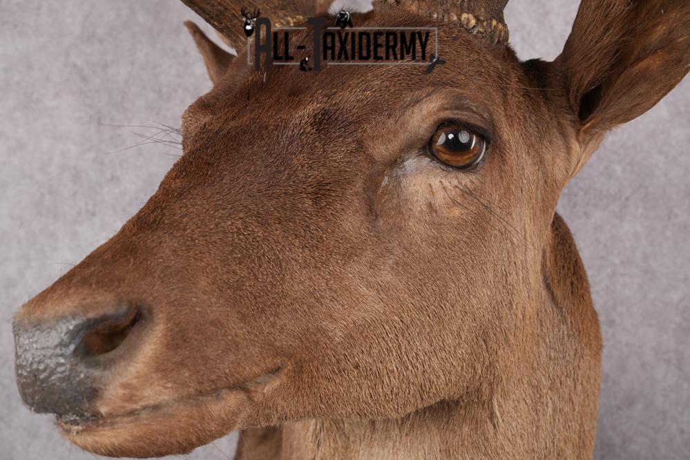 Chocolate Fallow Deer Taxidermy Shoulder Mount SKU 2791 - Image 5
