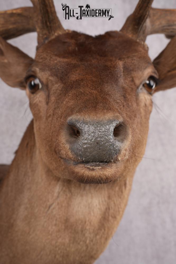 Chocolate Fallow Deer Taxidermy Shoulder Mount SKU 2791 - Image 4