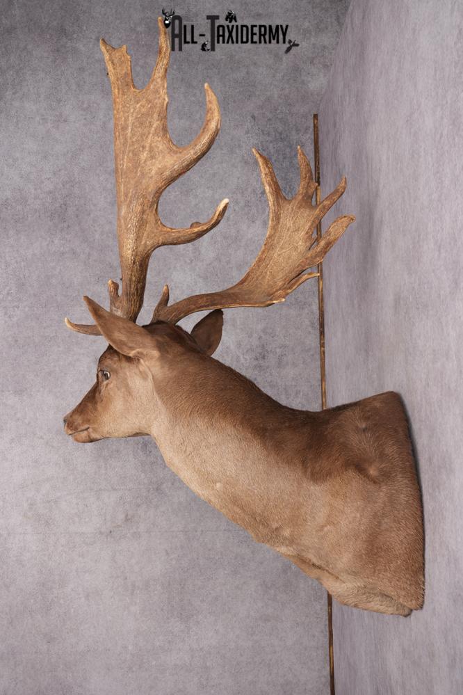 Chocolate Fallow Deer Taxidermy Shoulder Mount SKU 2791 - Image 3