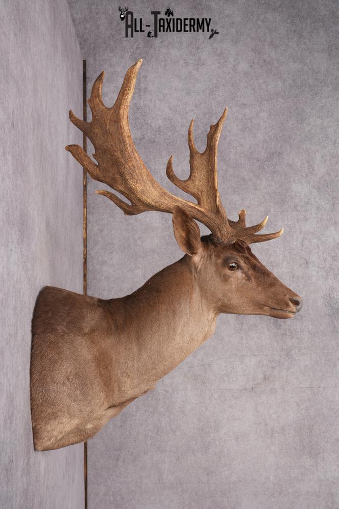 Chocolate Fallow Deer Taxidermy Shoulder Mount SKU 2791 - Image 2