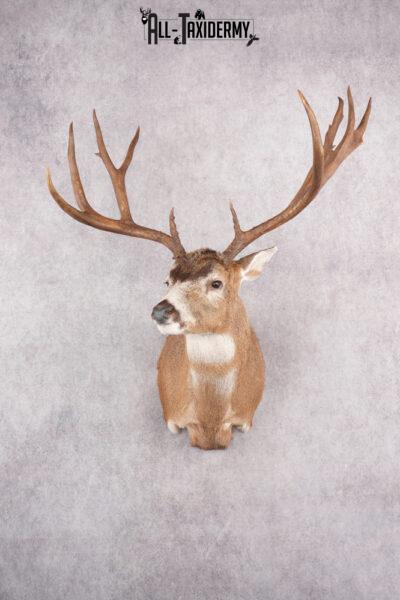 Blacktail Deer SKU 2781