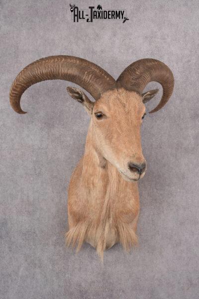 Barbary Aoudad Taxidermy Shoulder Mount SKU 2812