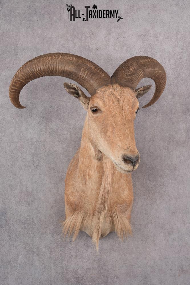 Barbary Aoudad Taxidermy Shoulder Mount SKU 2812