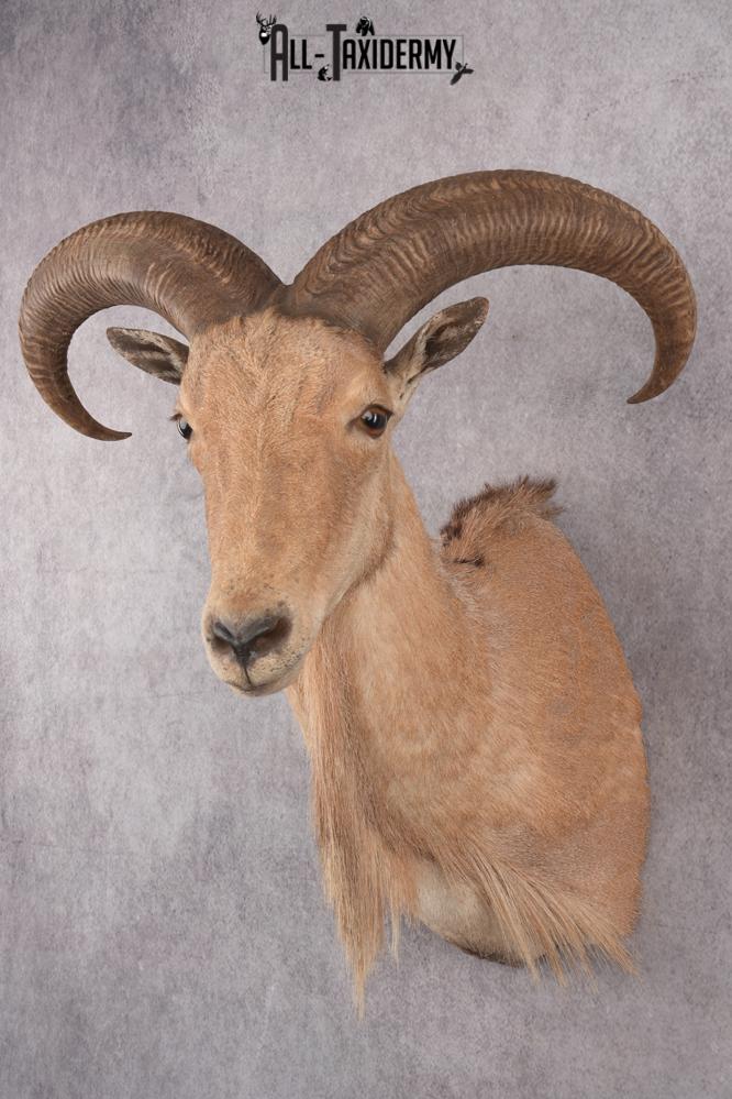 Barbary Aoudad Taxidermy Shoulder Mount SKU 2812 - Image 8