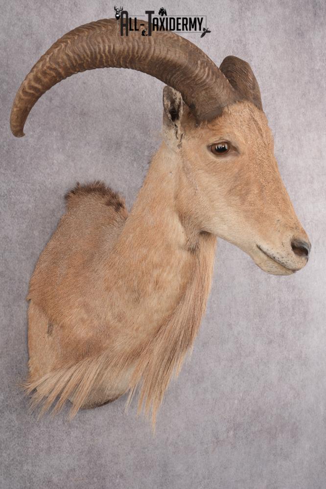 Barbary Aoudad Taxidermy Shoulder Mount SKU 2812 - Image 7