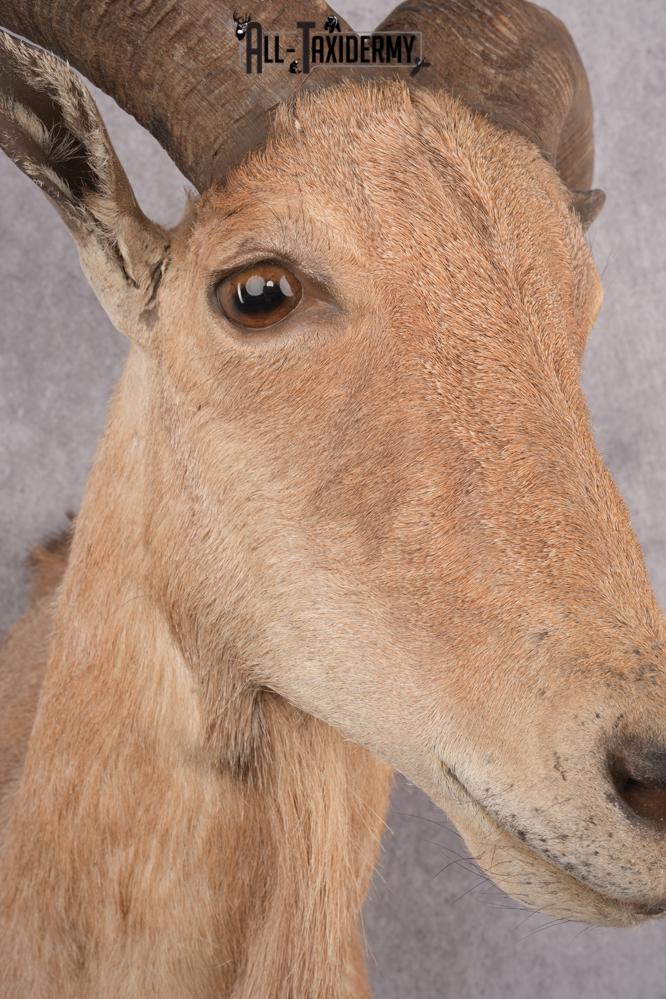 Barbary Aoudad Taxidermy Shoulder Mount SKU 2812 - Image 6