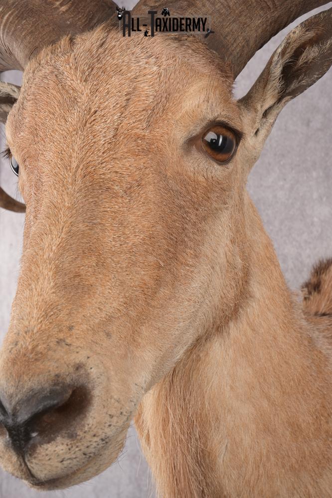Barbary Aoudad Taxidermy Shoulder Mount SKU 2812 - Image 5