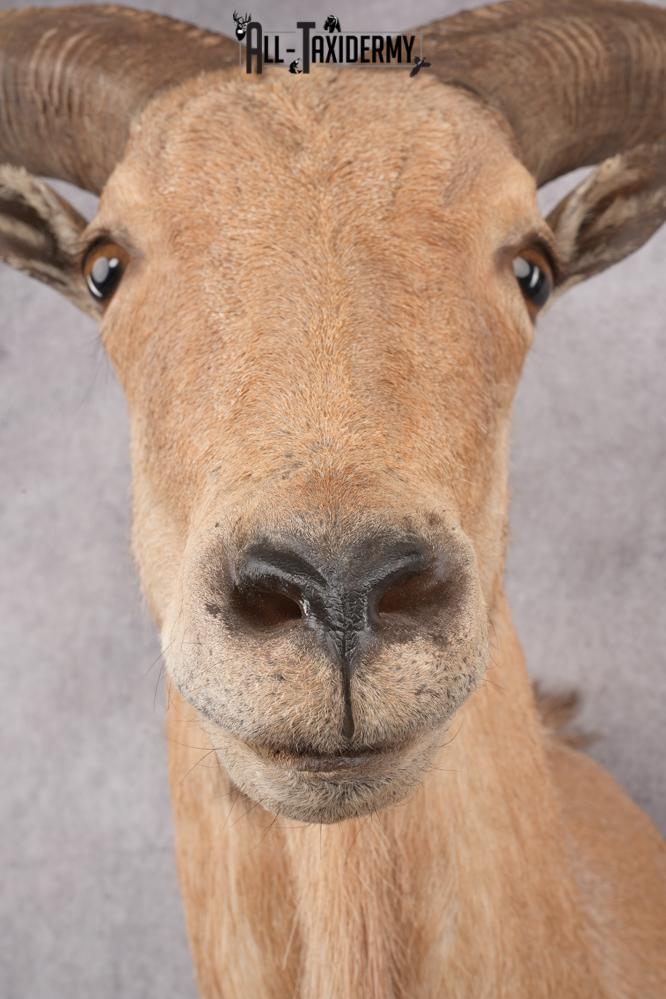 Barbary Aoudad Taxidermy Shoulder Mount SKU 2812 - Image 4