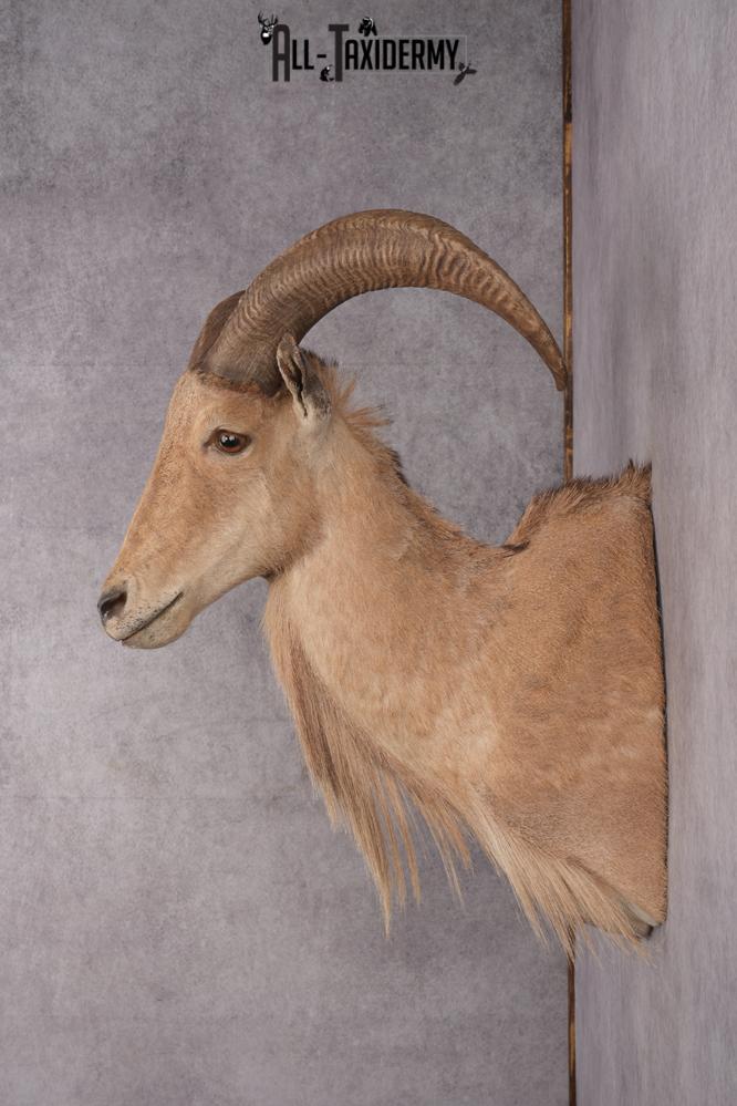 Barbary Aoudad Taxidermy Shoulder Mount SKU 2812 - Image 3