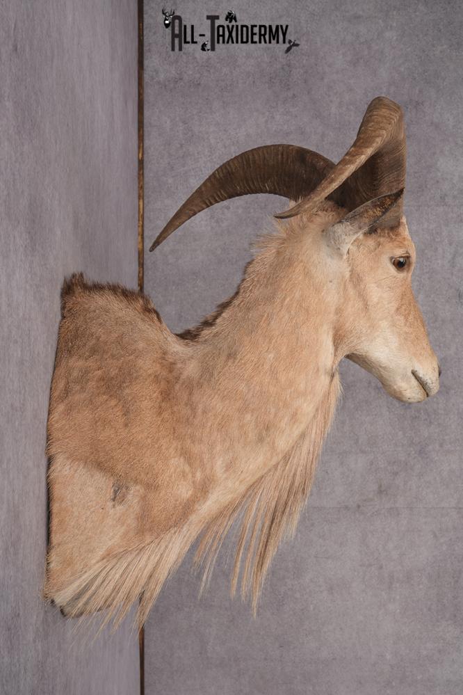 Barbary Aoudad Taxidermy Shoulder Mount SKU 2812 - Image 2