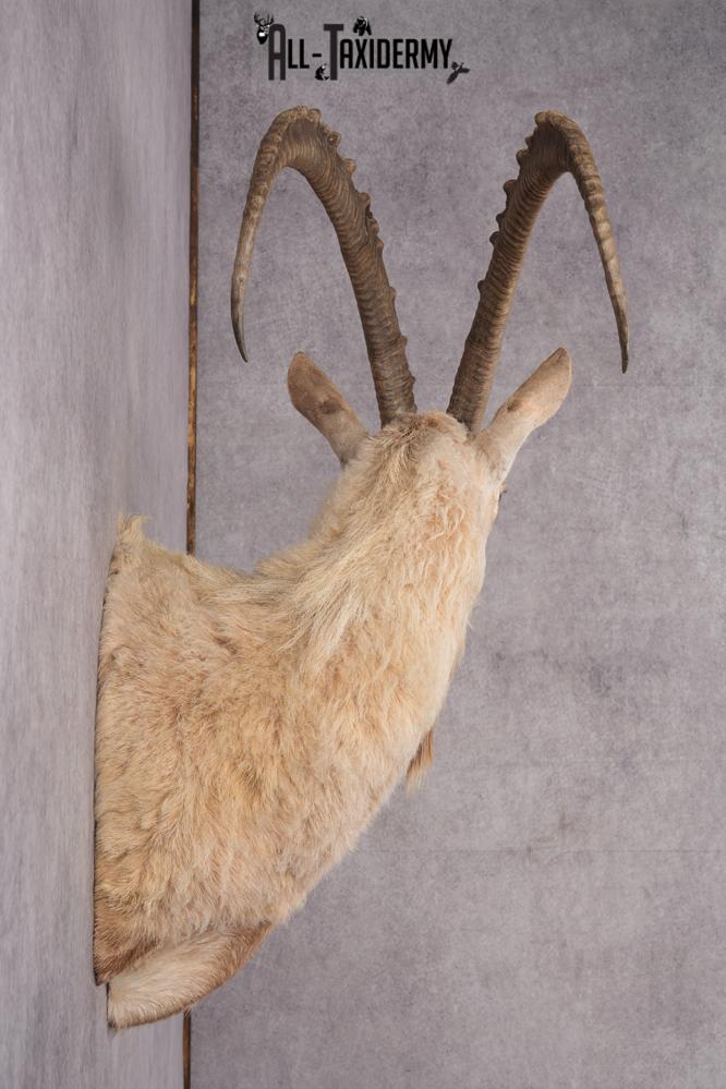 Nubian Ibex Taxidermy Shoulder Mount SKU 2795 - Image 8