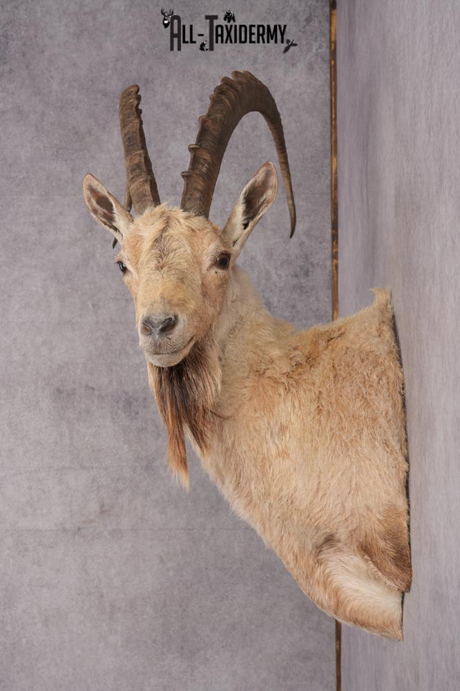 Nubian Ibex Taxidermy Shoulder Mount SKU 2795 - Image 7
