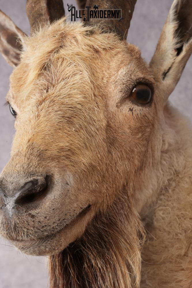 Nubian Ibex Taxidermy Shoulder Mount SKU 2795 - Image 6