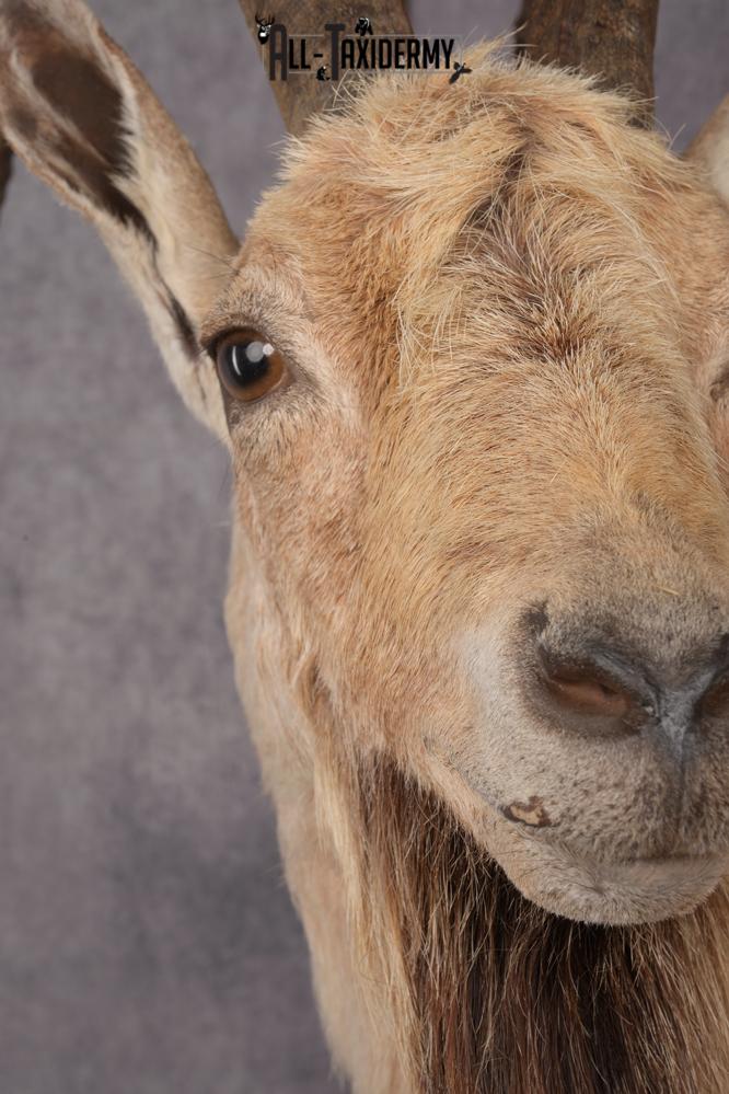 Nubian Ibex Taxidermy Shoulder Mount SKU 2795 - Image 5