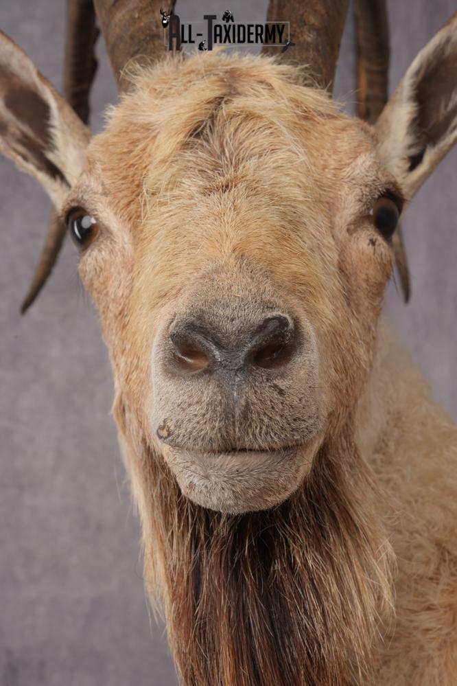 Nubian Ibex Taxidermy Shoulder Mount SKU 2795 - Image 4