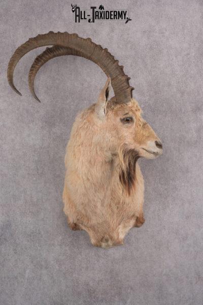 Nubian Ibex Taxidermy Shoulder Mount SKU 2795