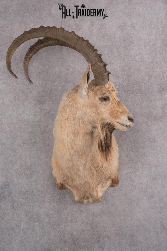 Nubian Ibex Taxidermy Shoulder Mount SKU 2795