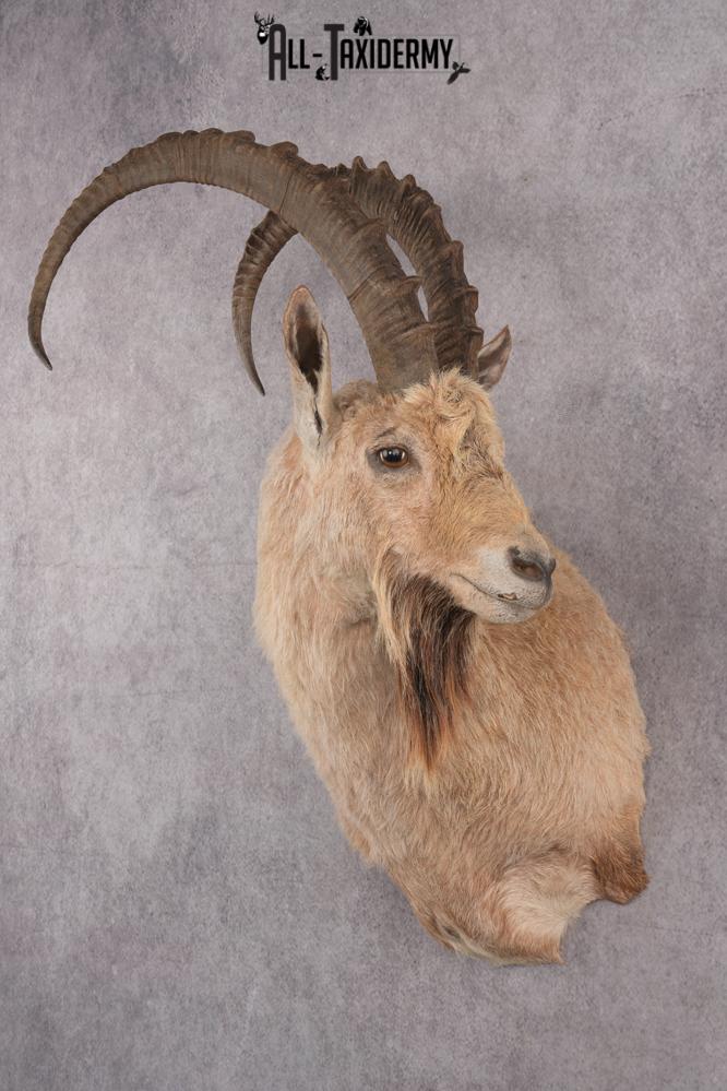 Nubian Ibex Taxidermy Shoulder Mount SKU 2795 - Image 3