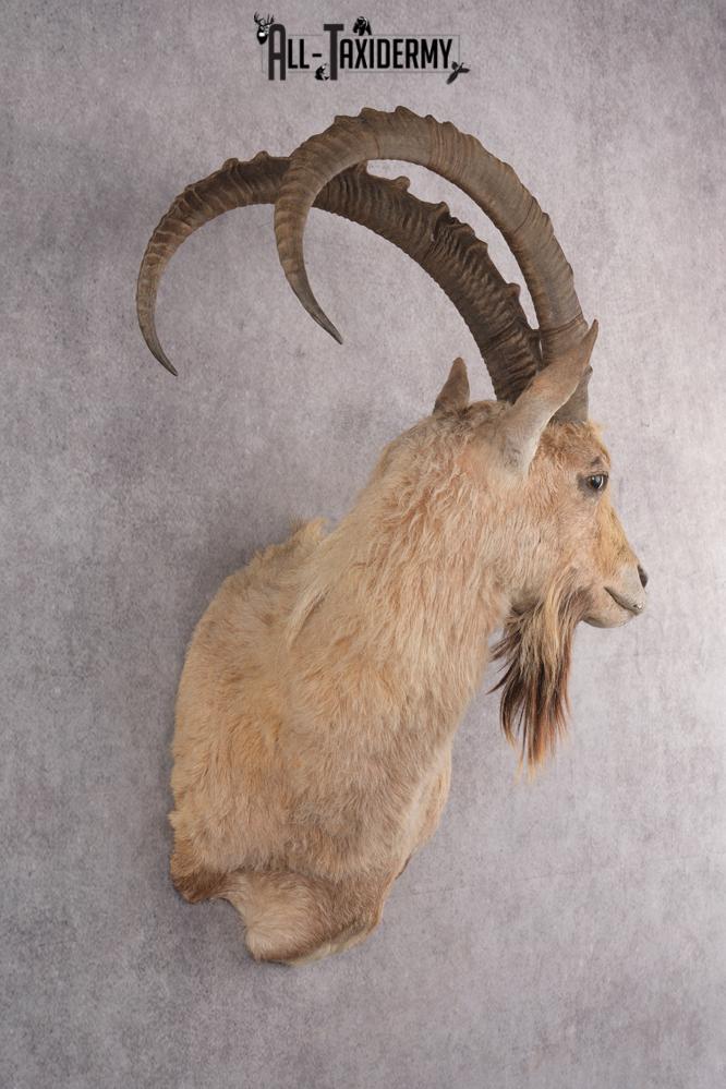 Nubian Ibex Taxidermy Shoulder Mount SKU 2795 - Image 2