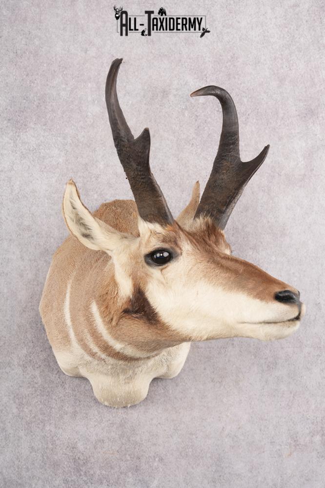 Pronghorn Antelope Taxidermy Shoulder Mount SKU 2783 - Image 8