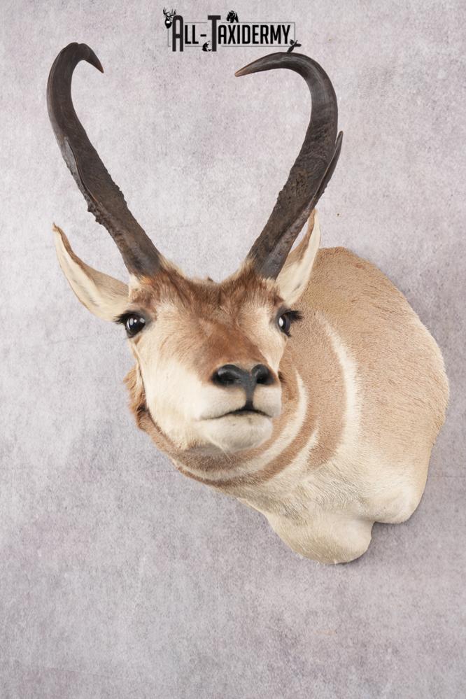 Pronghorn Antelope Taxidermy Shoulder Mount SKU 2783