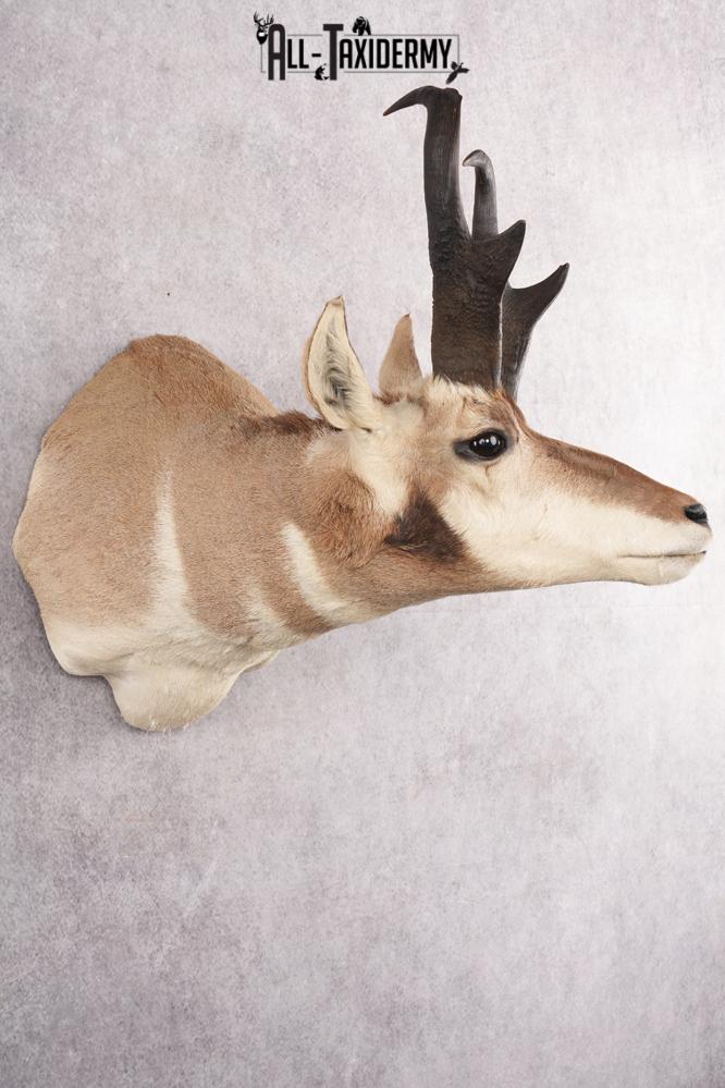 Pronghorn Antelope Taxidermy Shoulder Mount SKU 2783 - Image 7