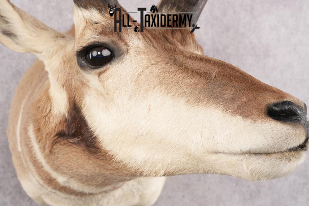 Pronghorn Antelope Taxidermy Shoulder Mount SKU 2783 - Image 6