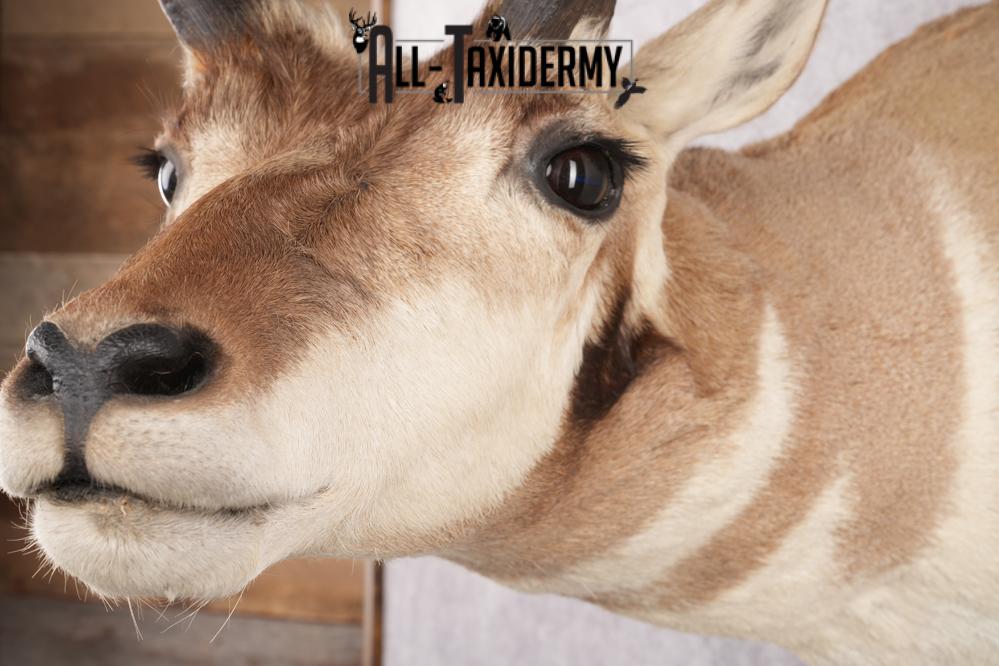Pronghorn Antelope Taxidermy Shoulder Mount SKU 2783 - Image 5