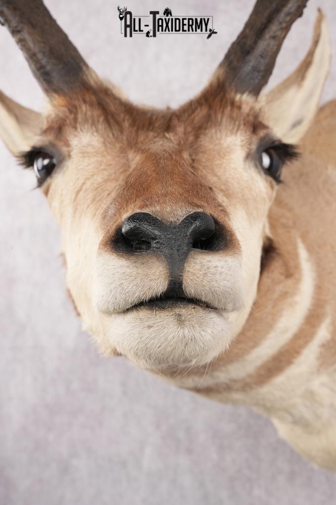 Pronghorn Antelope Taxidermy Shoulder Mount SKU 2783 - Image 4