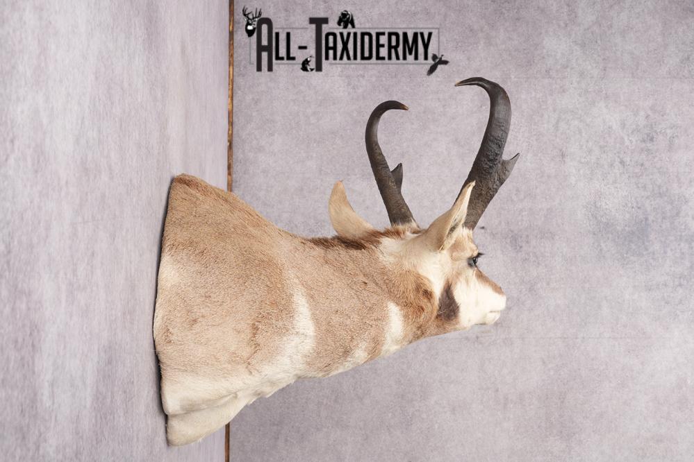 Pronghorn Antelope Taxidermy Shoulder Mount SKU 2783 - Image 3