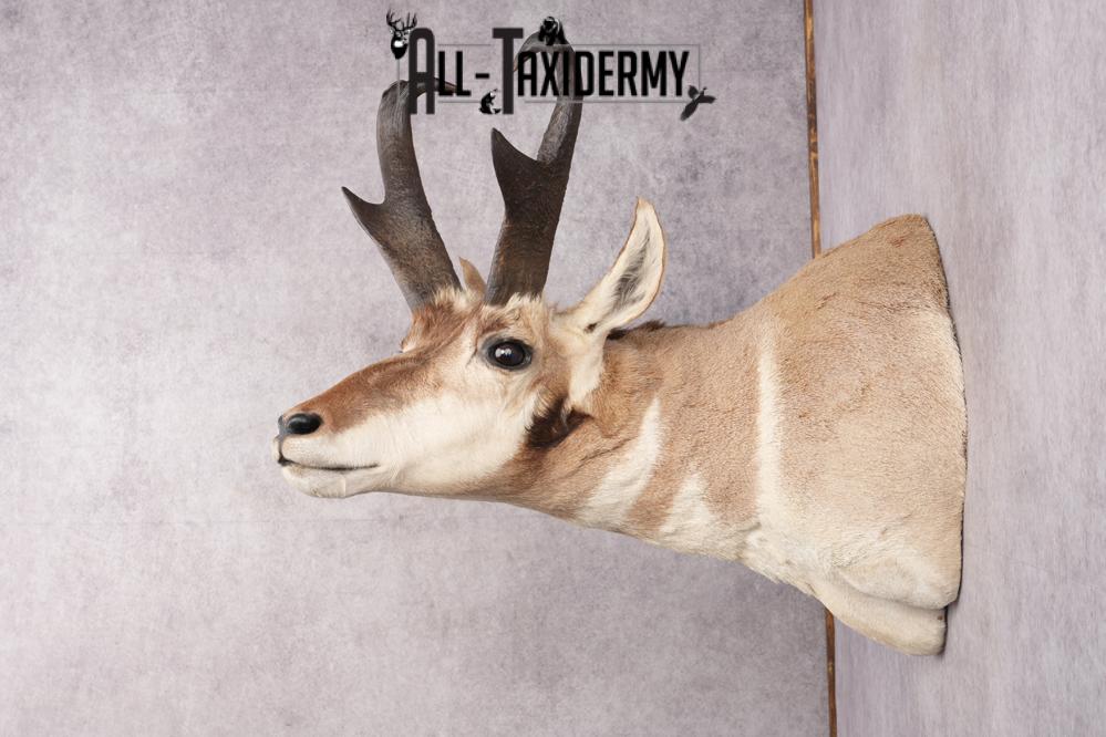 Pronghorn Antelope Taxidermy Shoulder Mount SKU 2783 - Image 2