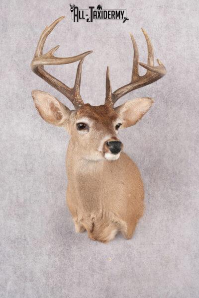 Coues Deer Taxidermy Shoulder Mount SKU 2785