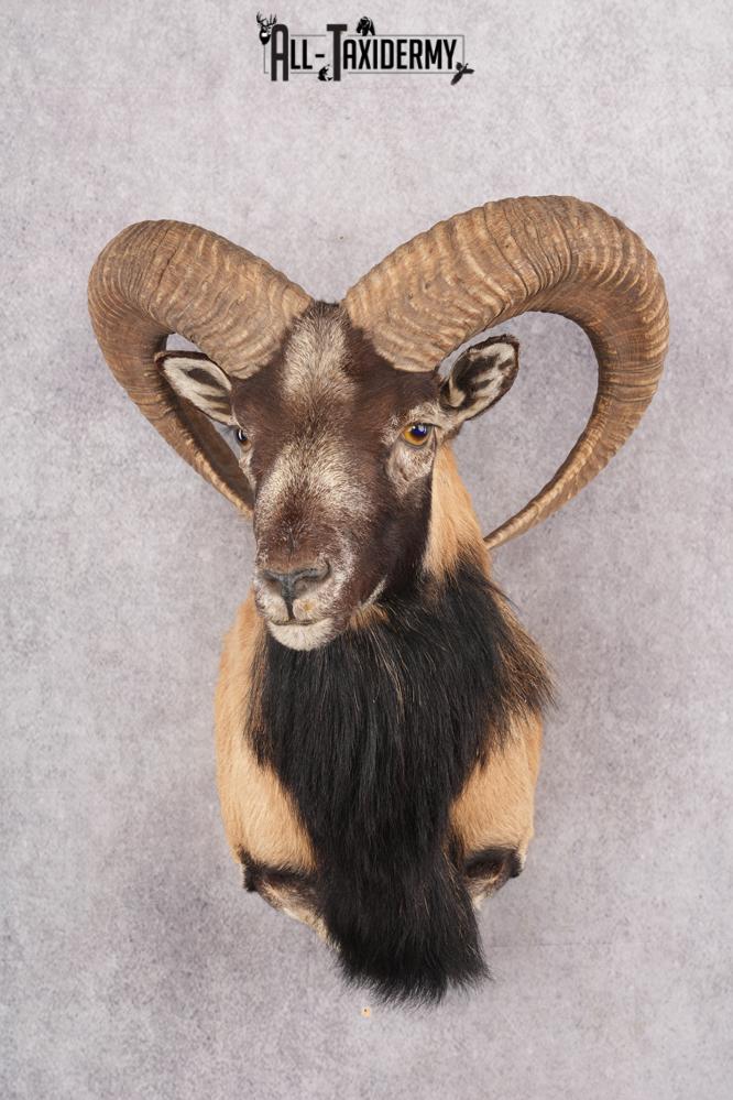 Mouflon Taxidermy Shoulder Mount SKU 2798