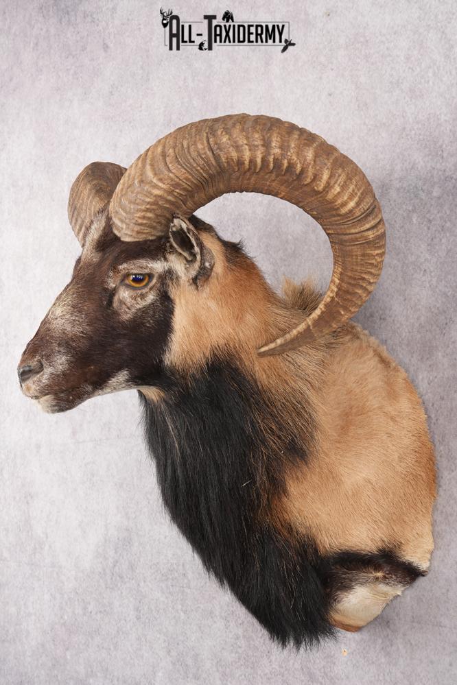 Mouflon Taxidermy Shoulder Mount SKU 2798 - Image 8
